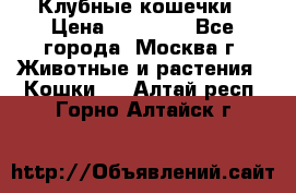 Клубные кошечки › Цена ­ 10 000 - Все города, Москва г. Животные и растения » Кошки   . Алтай респ.,Горно-Алтайск г.